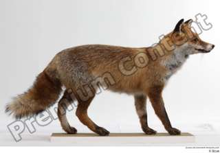 Red fox whole body 0001.jpg